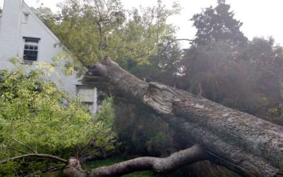 Tree Removal: Preserve Your Home’s Function and Beauty