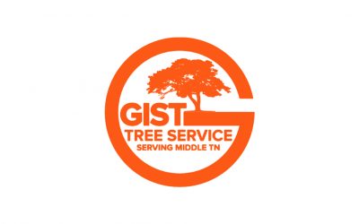 Tree Service: What to Ask Before Hiring Anyone